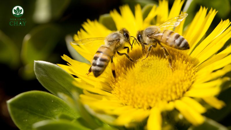 cau-hoi-thuong-gap-faq