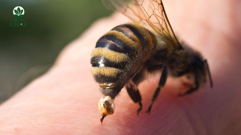 giai-thich-co-ban-ve-giac-mo-thay-ong-dot