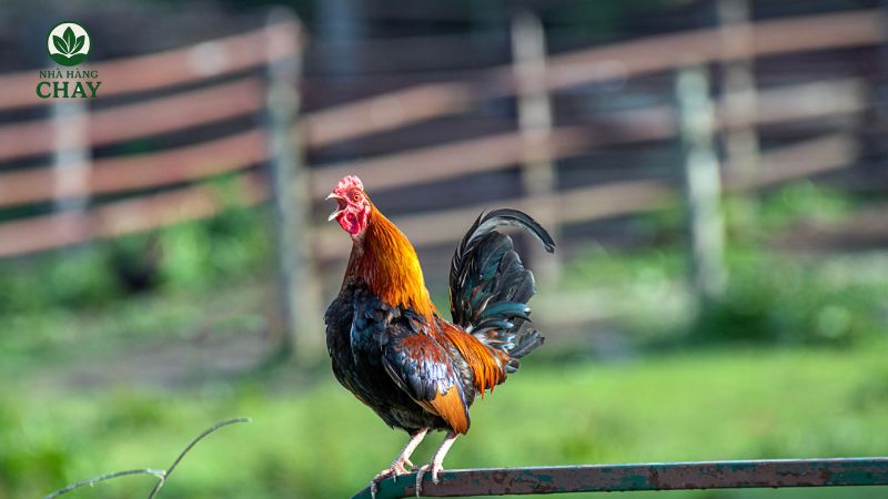 mo-thay-ga-trong-y-nghia-chinh-va-khung-luan-giai