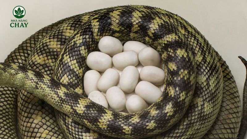 tai-sao-mo-thay-o-ran-lai-quan-trong