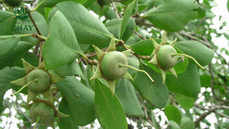 Lợi ích nổi bật của trái bần đối với sức khỏe và ẩm thực chay