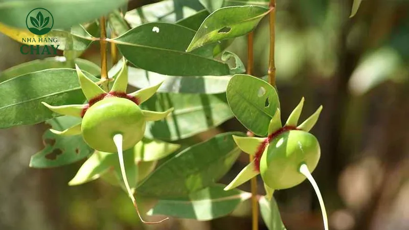 Câu hỏi thường gặp về trái bần