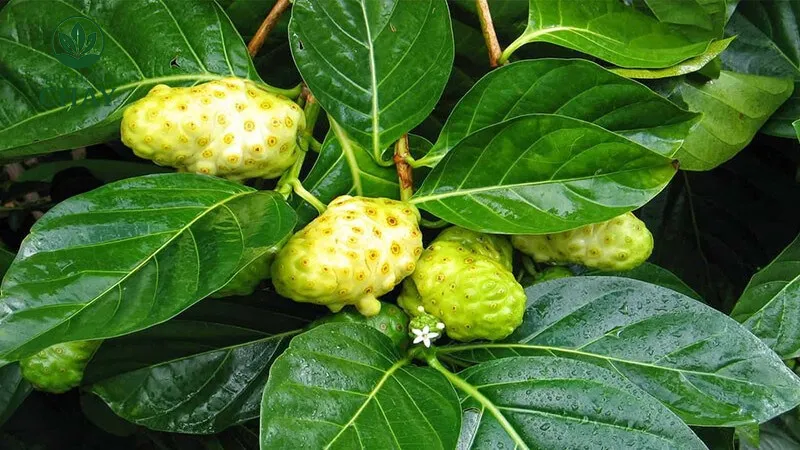 Lợi ích sức khỏe của trái nhàu đã được kiểm nghiệm