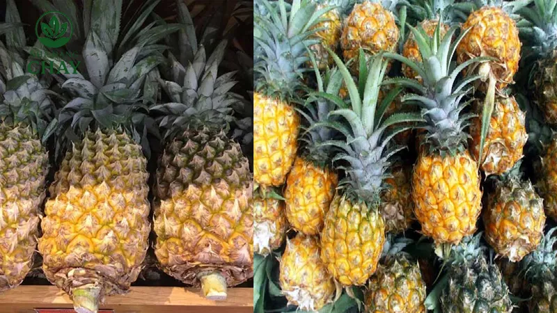 Các câu hỏi thường gặp về trái thơm (FAQ)